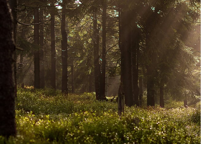 Sustainability Sustainability